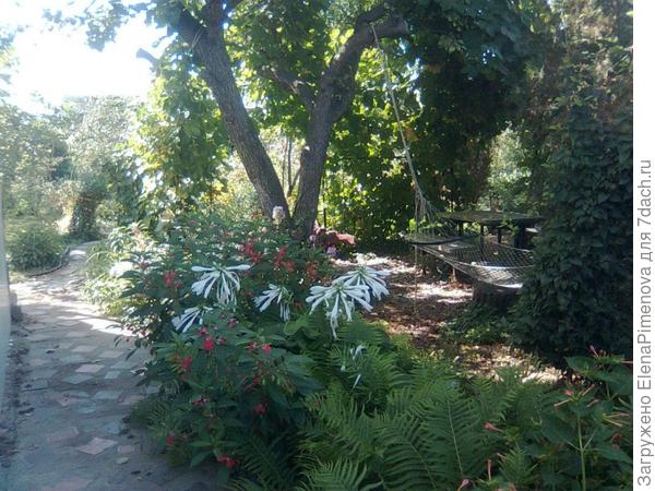 фото давнишние. уже нет тех больших деревьев..