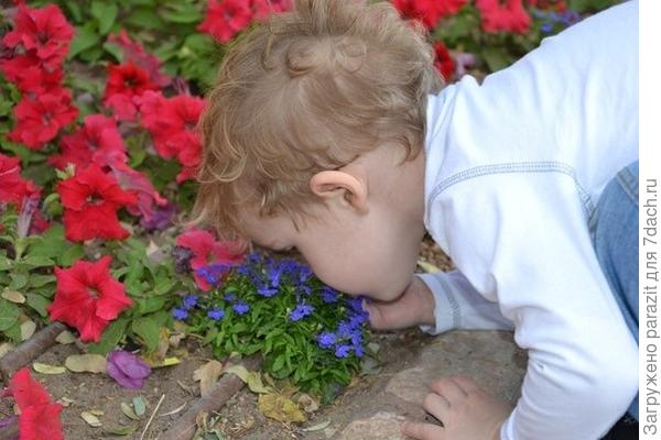 Лёва и цветы