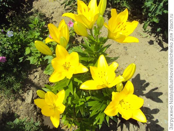 лилии желтые