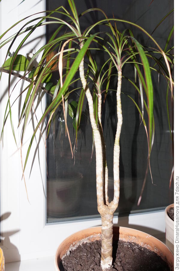 третья Драцена