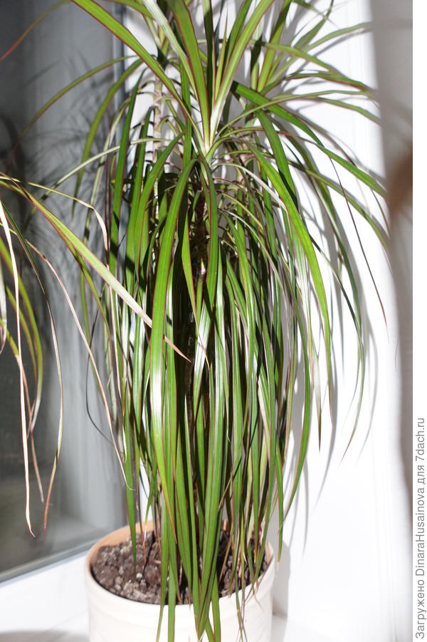 первая Драцена