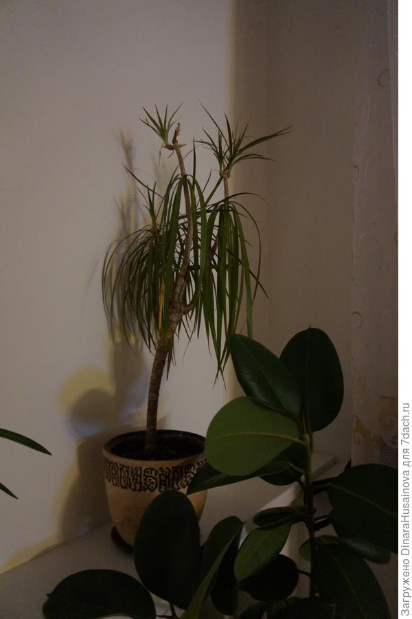 вторая Драцена