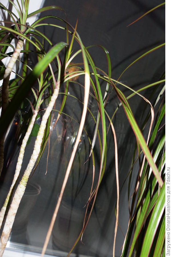 иссыхающие листья