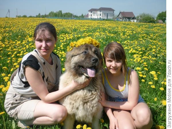 Чудесное лето....наша любимица Зена :)