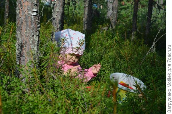 Карельский лес....вот такое у нас лето :)
