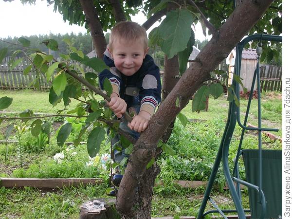 Руська изучает мир на дереве)