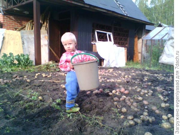 Бабушка сказала, что пора собирать урожай в мешки