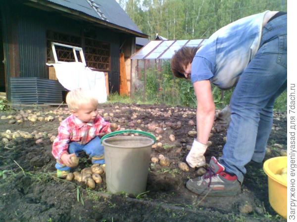 Белую картошку к белой, розовую к розовой, маленькую к маленькой, а большую к большой.... Целый ребус