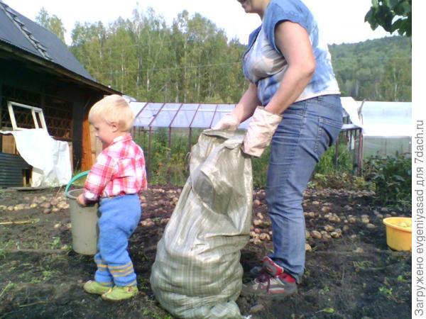 Бабушка строго следит за качеством сортировки картофеля. И я ответственно к этому подхожу, чтобы не огорчить бабушку
