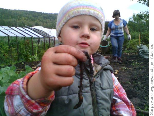 А вот и червяк))) Рыбке он очень понравится