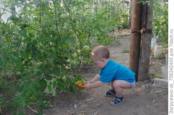 Ростиславчик пробует первые помидорчики!!Что не скушаю,то надкусаю!