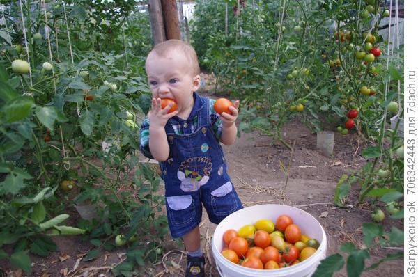 Помидорчик вырос красный я попробовал его! Вкусный он, и очень сладкий нету лучше ничего!