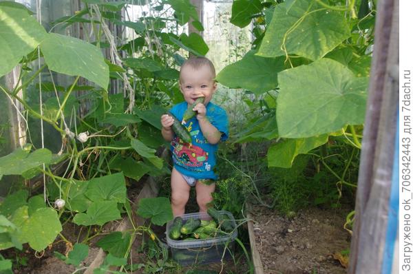 Откусил огурчик я. Ох! Какой хрустящий! Без селитры он, друзья. Свежий, настоящий!