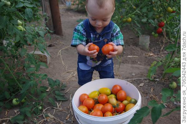 Помидоры собирали красные, пригожие. Съесть смогу я всё едва ли. Может Вы поможете?