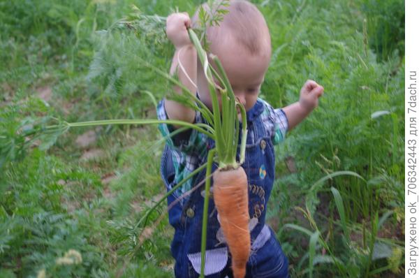 Вот и выросла на грядке сладкая морковка. И на вкус уж очень сладка, откусить дам Вовке!