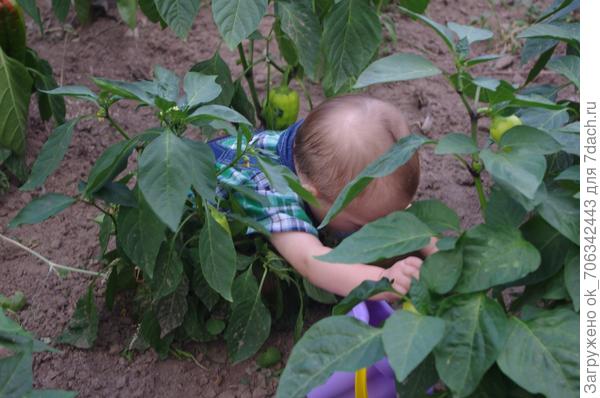 Перцы зрели, вырастали, очень так старались. И под крупными листами соком набирались.
