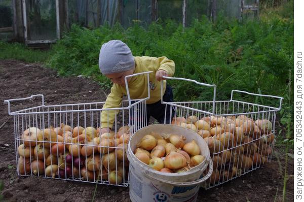 У меня есть друг,
Он &amp;amp;amp;ndash; от семи недуг!
Это - вкусный и полезный,
Желто - золотистый лук!