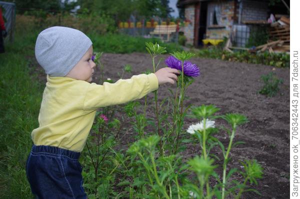 астра на языке древних римлян значит &amp;amp;laquo;звезда&amp;amp;raquo;.

Лучистое соцветие с яркими лепестками цветков, разбежавшимися от золотой сердцевинки&amp;amp;hellip; В сумерки, когда колышется в небе тонкий и острый свет от ярких созвездий, астра словно посылает с земли привет своим далеким сестрам, так на нее похожим.