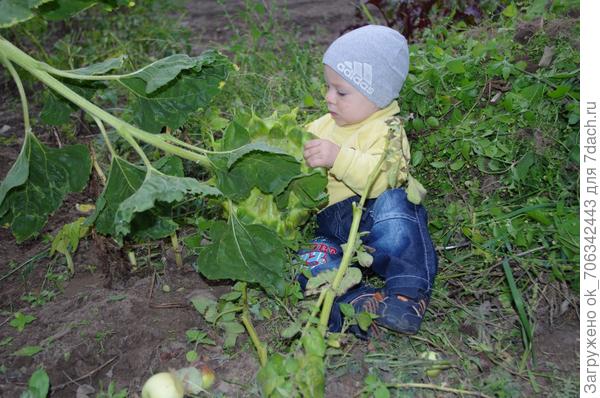 Я семечки подсолнуха
 Летом посадил,
Взрыхлил, полил водицею,
Забором оградил.
И выросли подсолнухи
Меня намного выше,
Достав своими шапками
Почти до самой крыши!
А семечки созревшие
Скормлю зимою птичкам:
Воробушкам, голубкам,
Воронам и синичкам.
