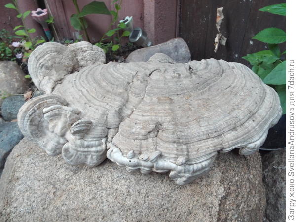 Вот еще фото)