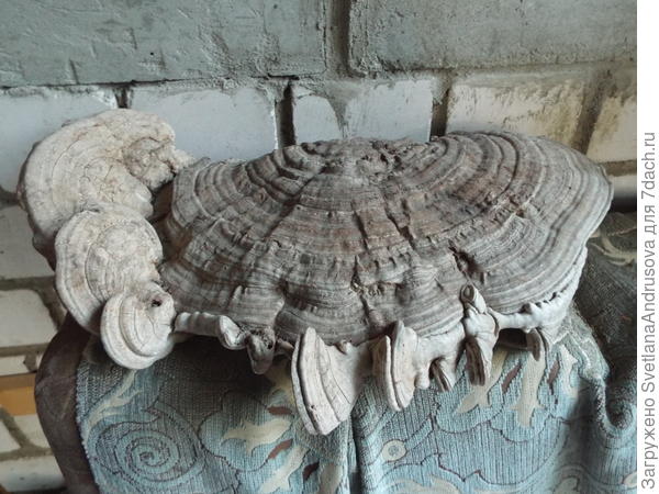 А это второй)