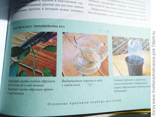 Розы)