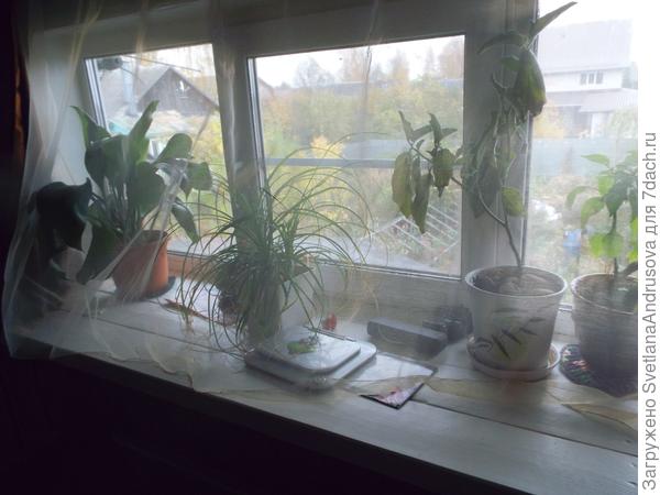 окно