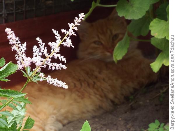 Это рыжий наш сосед - в конспирации он спец!
