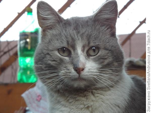 Это серый старый кот - забияка - так орет!