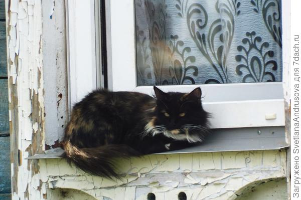 Соседская кошка всегда наблюдает, как котенок у дома гуляет)