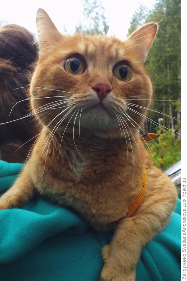 Это котик городской - гость трусишка вот такой)