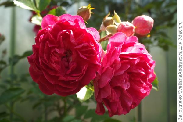 Розы для Вас!