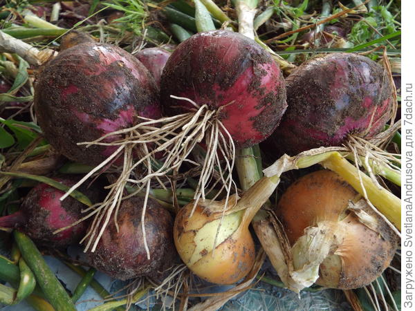 Красный лучок &quot;Ред барон&quot;