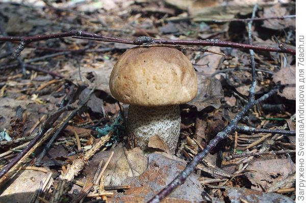 Подберезовик