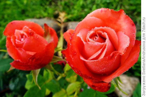 Эта розочка с того же рынка, помогите ее &quot;отсортировать&quot;, заранее спасибо!