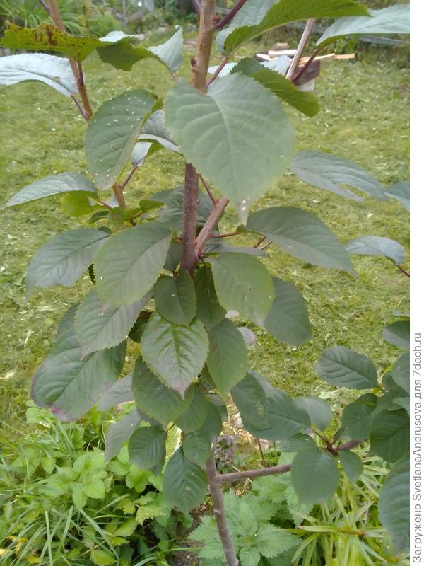 Посмотрите, пожалуйста, мне кажется очень похоже. Это моя молоденькая черешня, мне подарили в этом году из питомника. Если это черешня, то, да, надо второе дерево, у меня через участок у соседки растет тоже молодая черешенка, поэтому я расчитываю на нее)