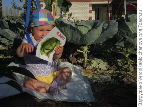 Капуста!