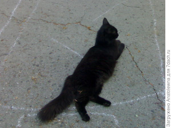 Моя кошка Бася