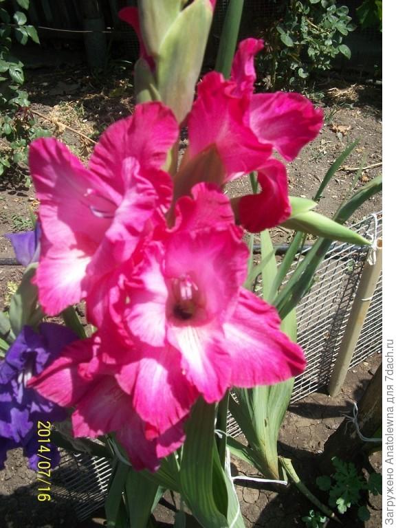 гладиолус