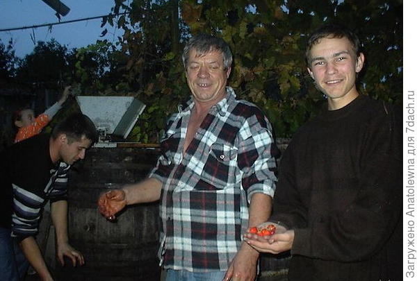 уборка винограда