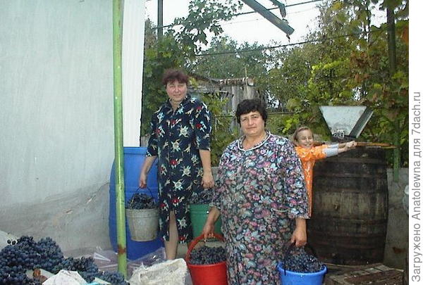 уборка винограда