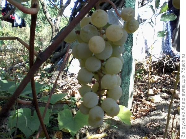 виноград нога