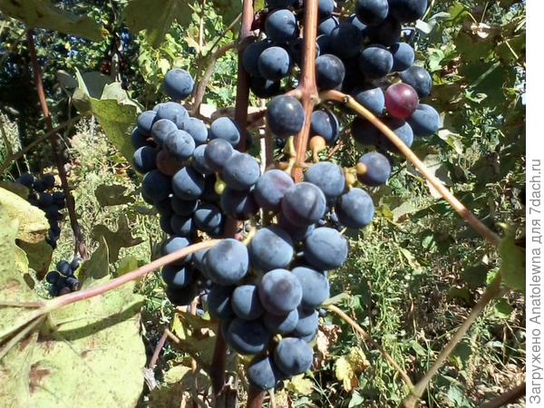 виноград