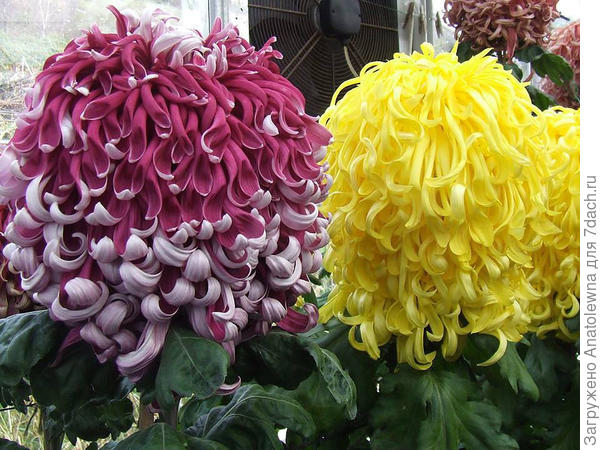 хризантемы