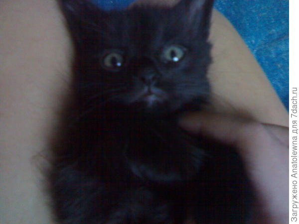 чёрненький