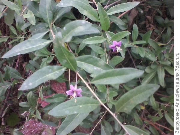 цветущая дереза