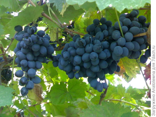 виноград2