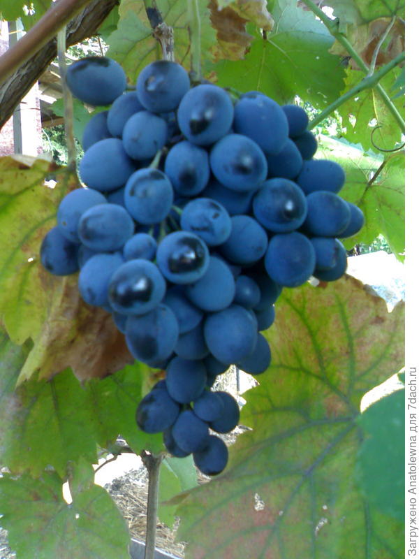 виноград