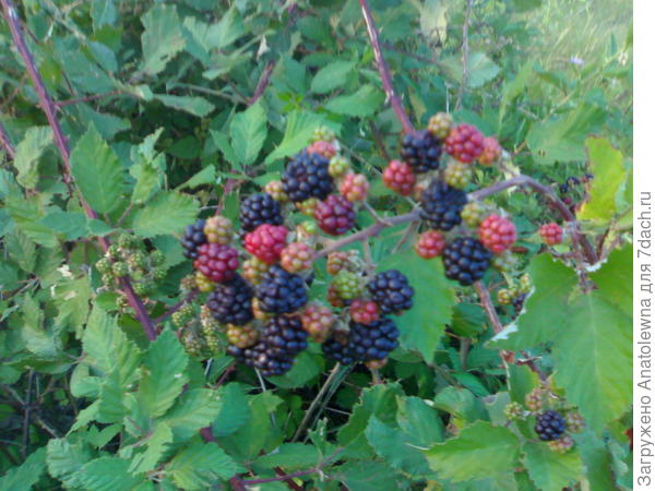 ежевика