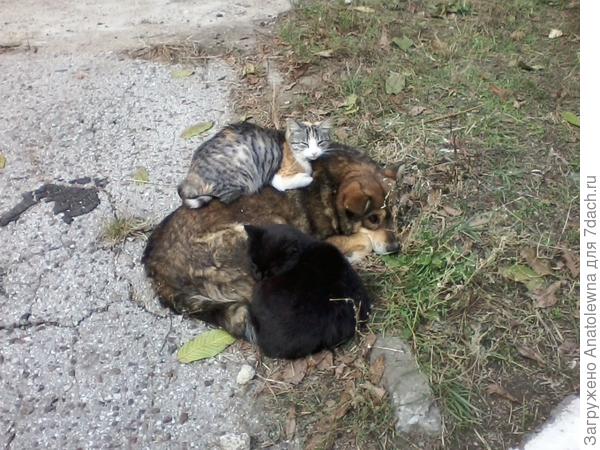 дружба К и С